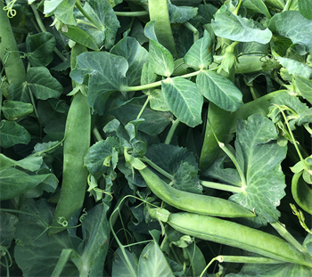 Maxigolt søde ærter, 10 kg (50.000 stk.)