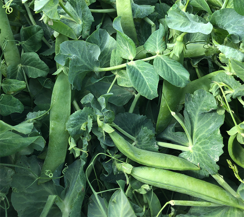 Maxigolt søde ærter, 10 kg (50.000 stk.)