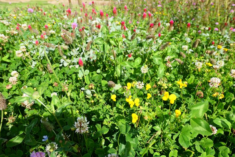 Øko-Blomsterbrak u. græs delvis øko 10kg