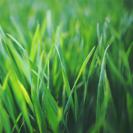 Anbefalede frøbland. (nr. 21-62)