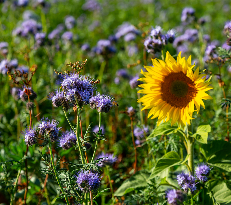 Øko-TerraLife MaizePro 15kg