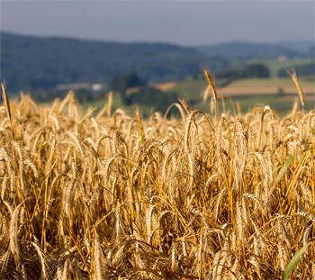 Stauderug ubejd. 10kg