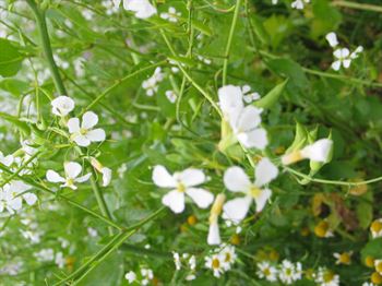 Olieræddike Romesa C 15kg