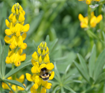 Gul lupin Diament C1 10kg