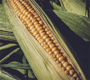 Sunrise sukkermajs bej. 1000stk/0,12kg