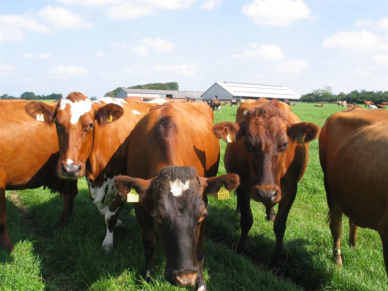 Frøblanding Nr. 22, 10 kg