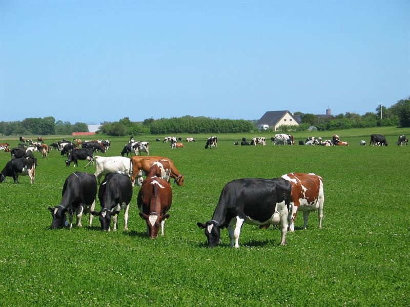 Frøblanding Nr. 24, 10 kg