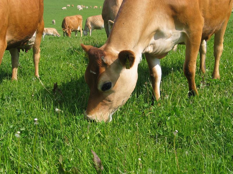 Frøblanding Nr. 26, 10 kg