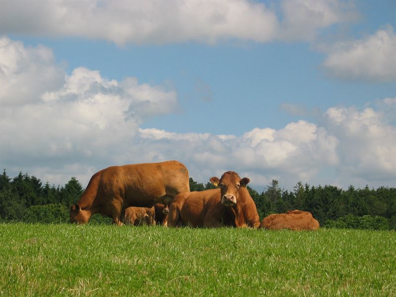Kødkvæg Opti, 10 kg