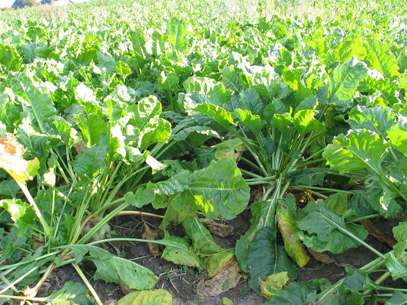 Alisha KWS pill. Force-bej. 100.000 frø