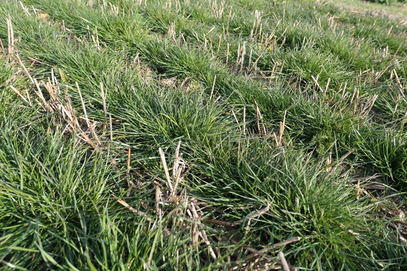 Alm. rajgræs Maiko d. C 10kg