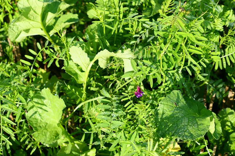 DSV N-fix EAG-bl. 2, 10 kg