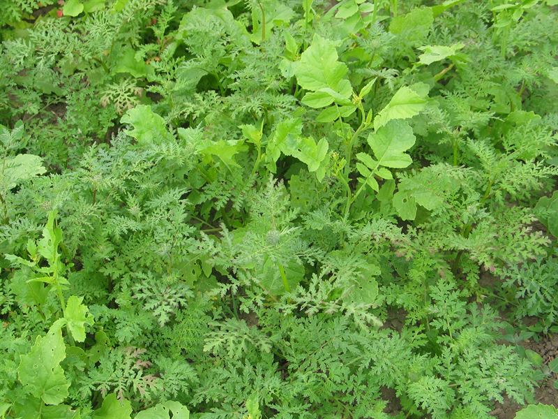 DSV Efterafgrødebl. 90/10, 15 kg