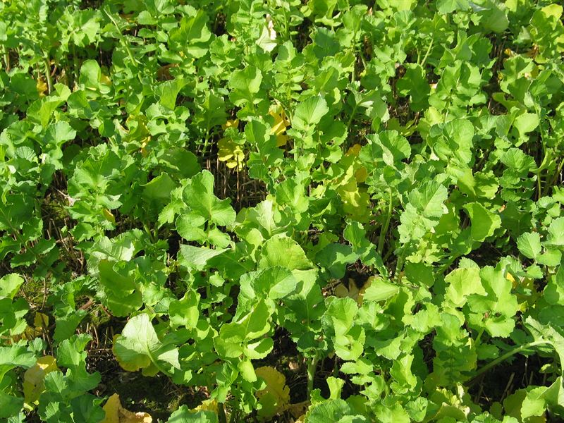 Olieræddike Trident nem.res., 15kg