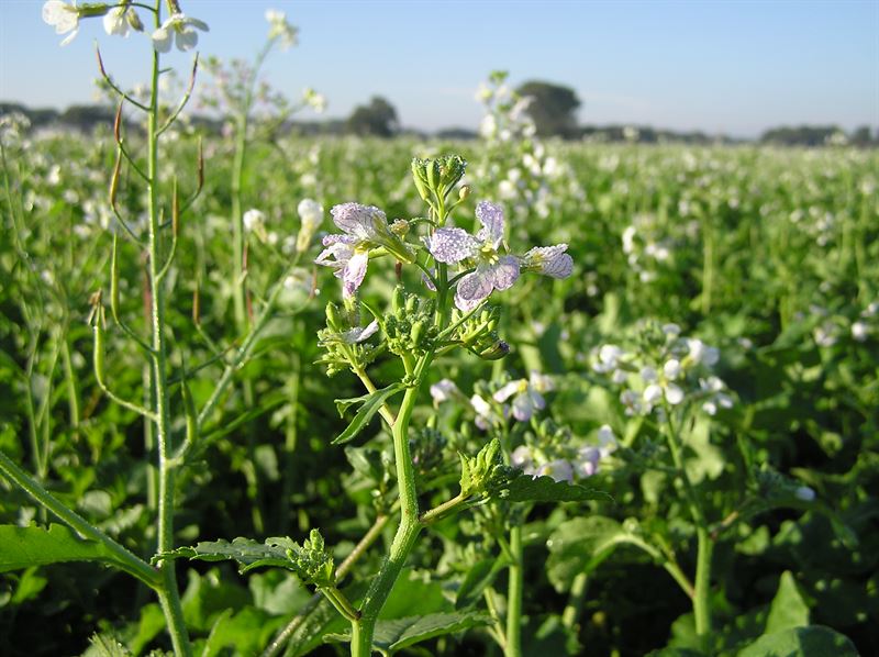 Olieræddike Brutus C 15kg