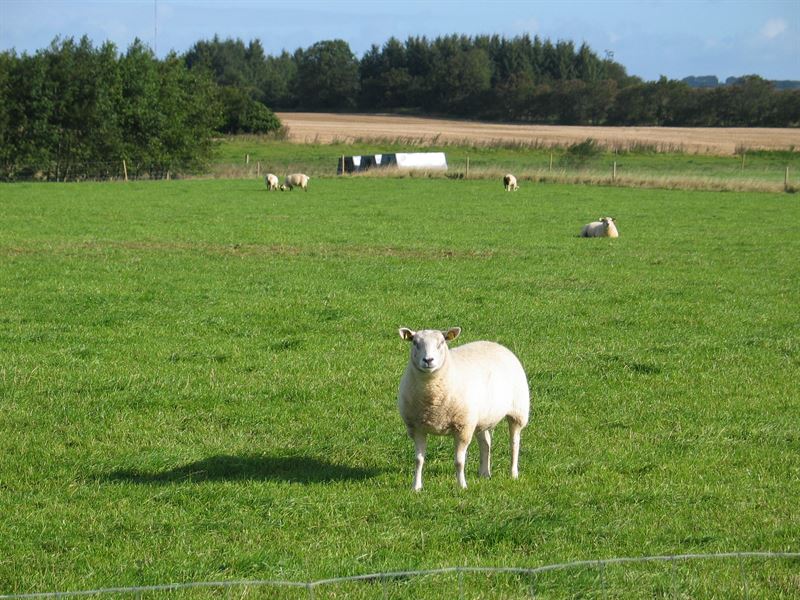 Frøblanding Nr. 52 Får, sildig, 10 kg