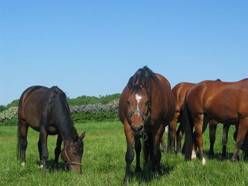 Frøblanding Nr. 61 Heste m/kløver, 10 kg