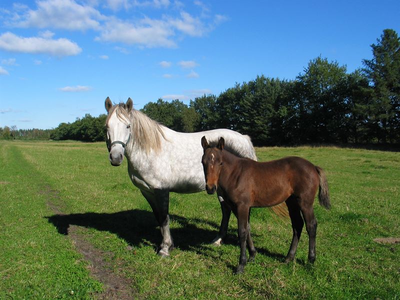 Frøblanding Nr. 62, 10 kg