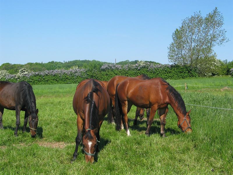 Heste Strukturgræs, 10 kg