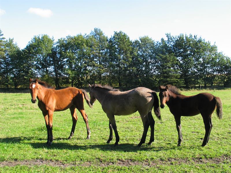 Øko-Heste Strukturgræs, delvis øko. 10kg