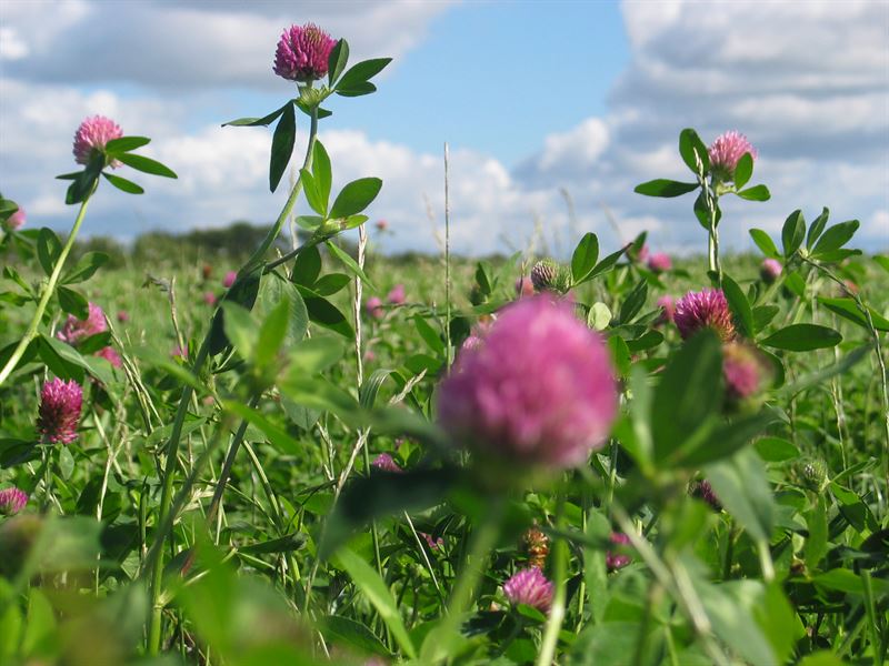 Frøblanding Nr. 47, 10 kg