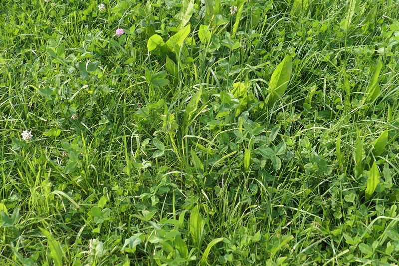 OptiSlæt med urter, 10 kg