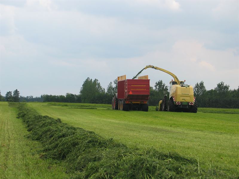 Frøblanding Nr. 41, 10 kg