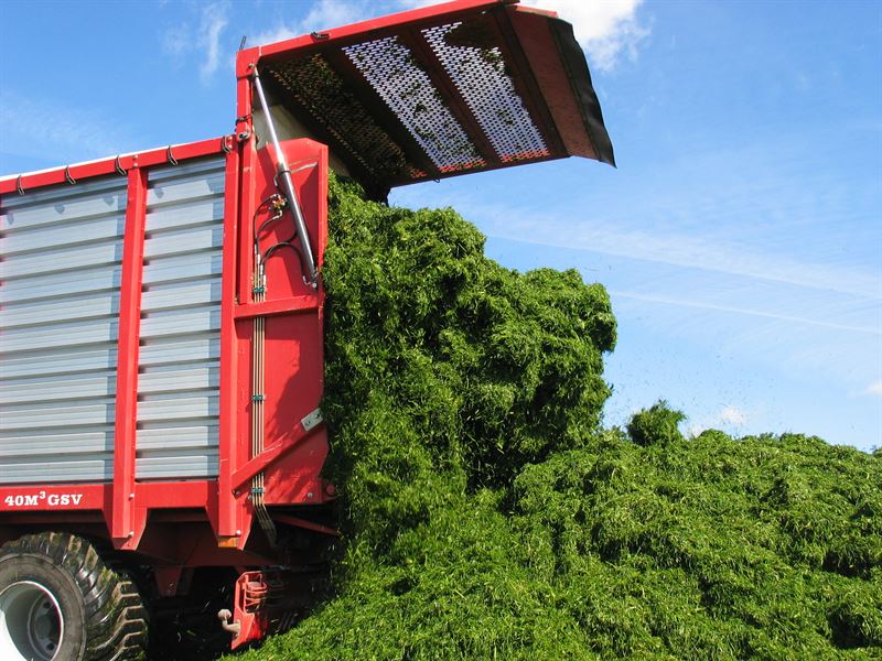 Frøblanding Nr. 42, 10 kg