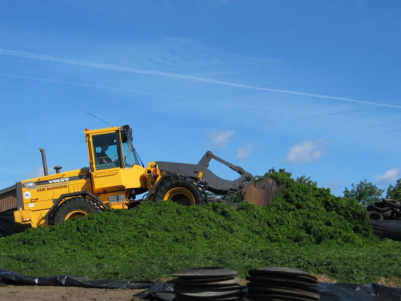 Sydvestjyden Rød, 10 kg