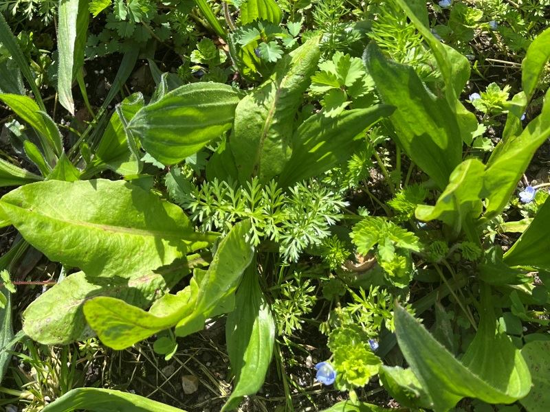 DSV Urteblanding 3-arts, 1 kg