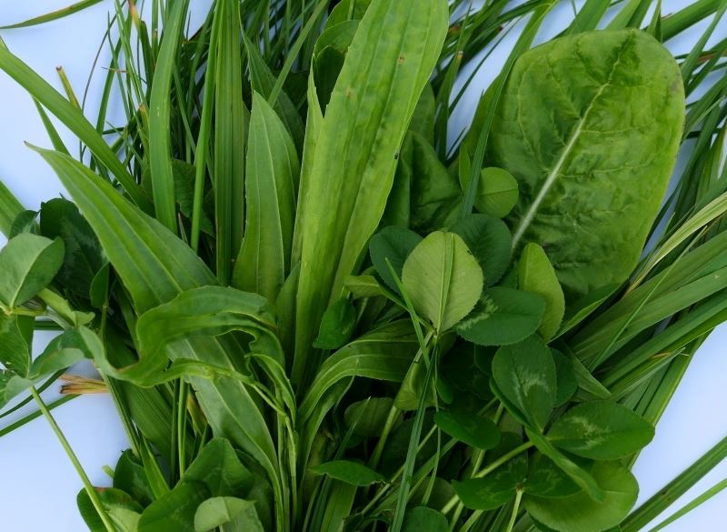 Frøbl. nr. 35 m. urter, 10 kg