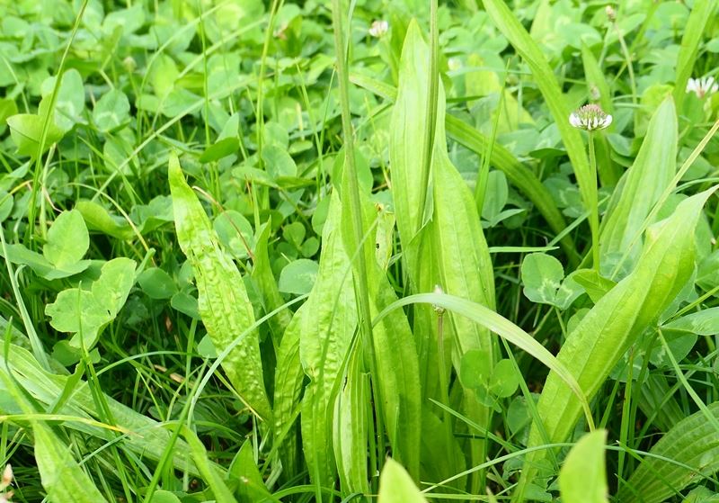 Lancet vejbred Boston 10kg