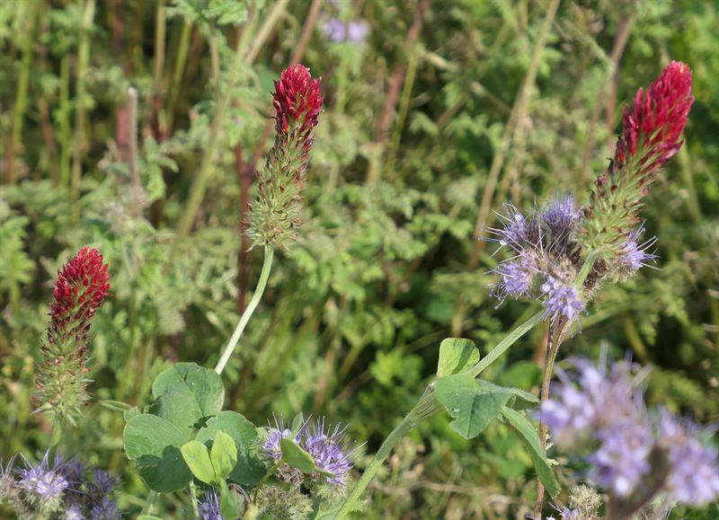 Øko-Vildt- & biblanding, 10kg