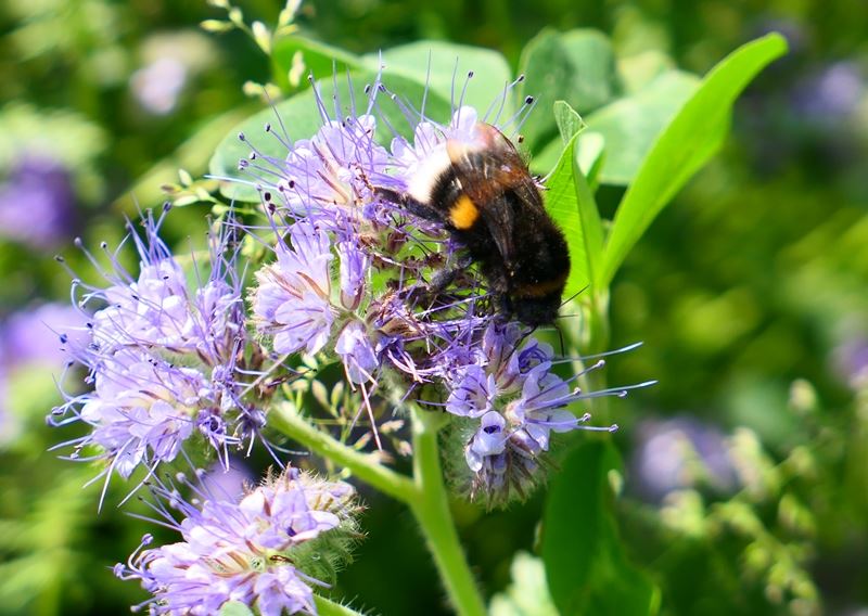 DSV Bi- & Insektblanding, 10 kg