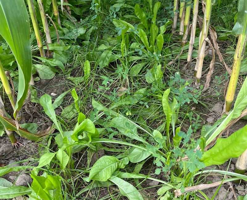 DSV Majs-EAG-bl. m. cikorie, 10 kg